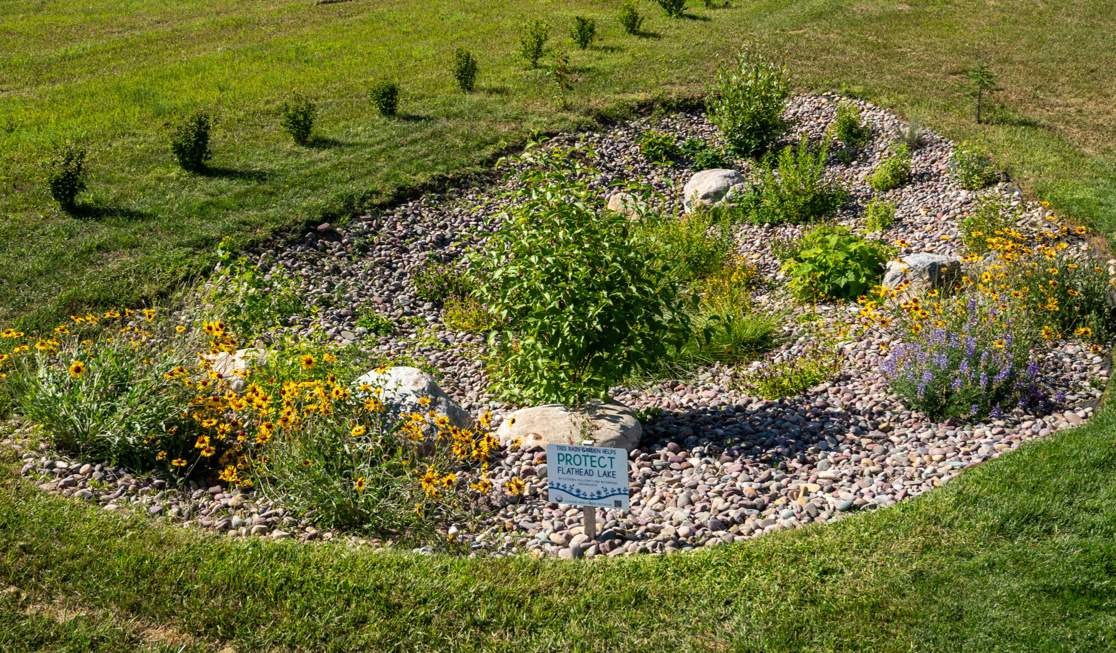 Rain Garden